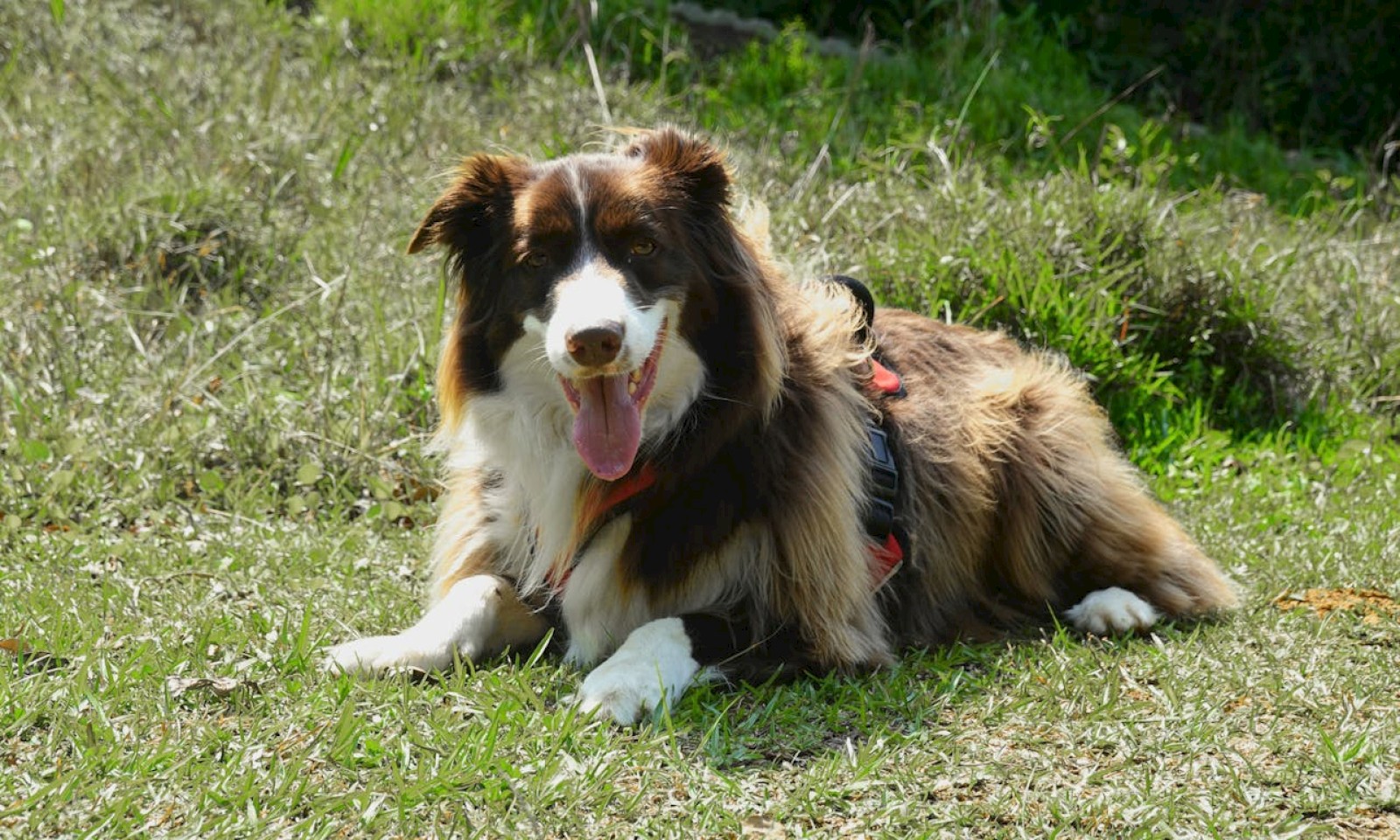 A brown and white dog with a fluffy coat is lying on grass, wearing a black and red harness, its tongue out, enjoying the outdoor setting.