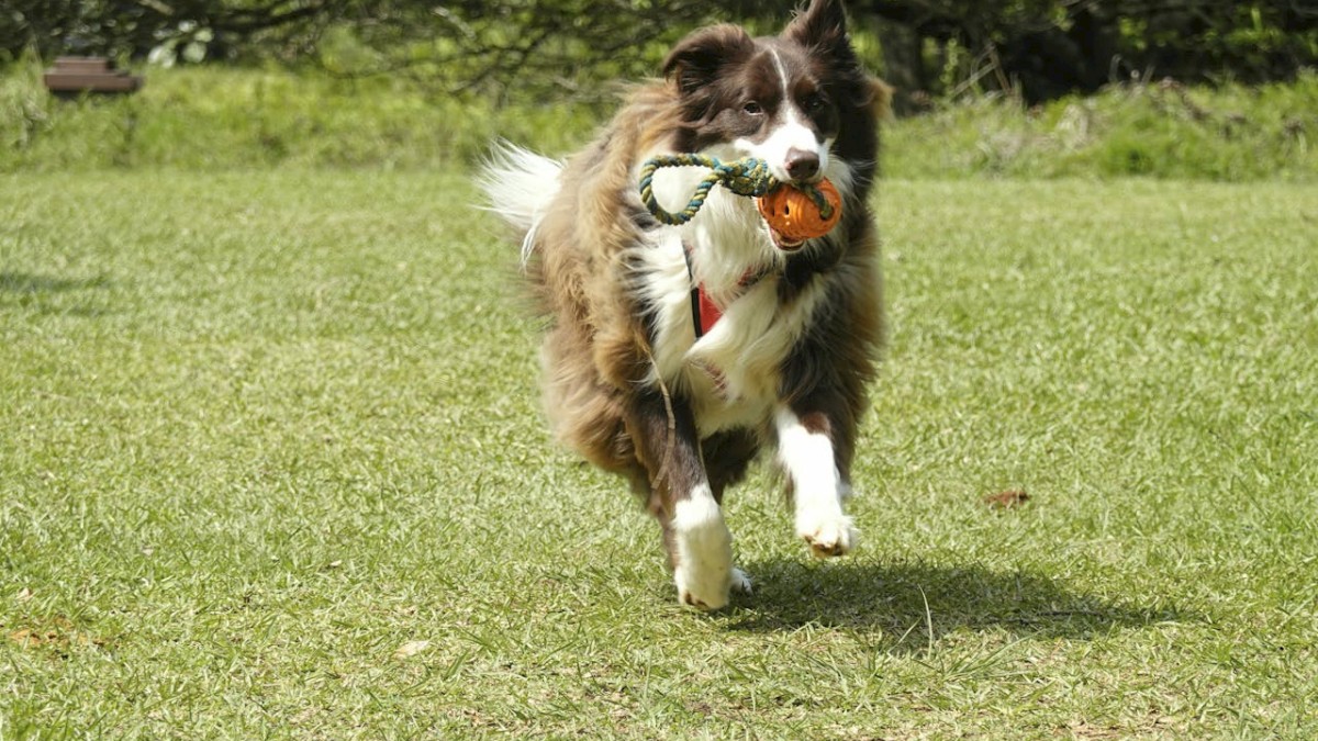 A dog running on grass with a toy in its mouth, surrounded by greenery, appearing joyful and energetic in an outdoor setting.